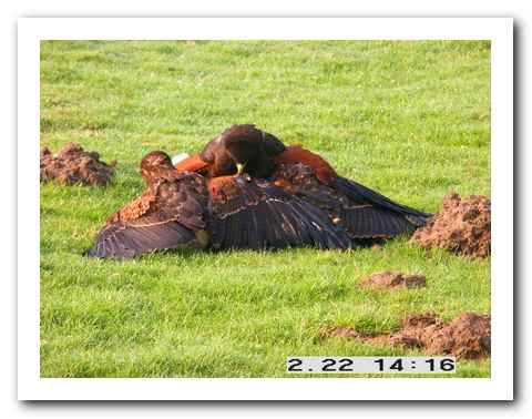 THE ULTIMATE EXPERIENCE | The Raptor Foundation