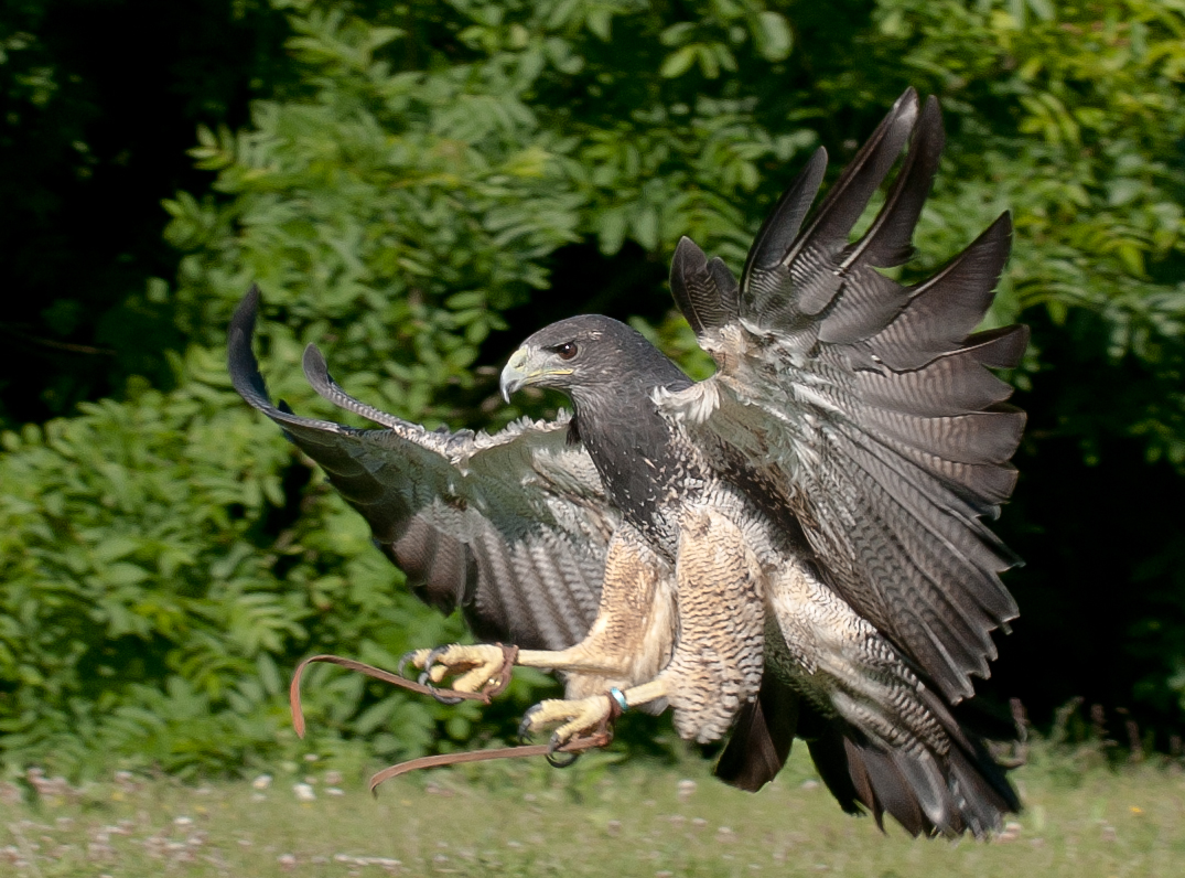 Eagles | The Raptor Foundation