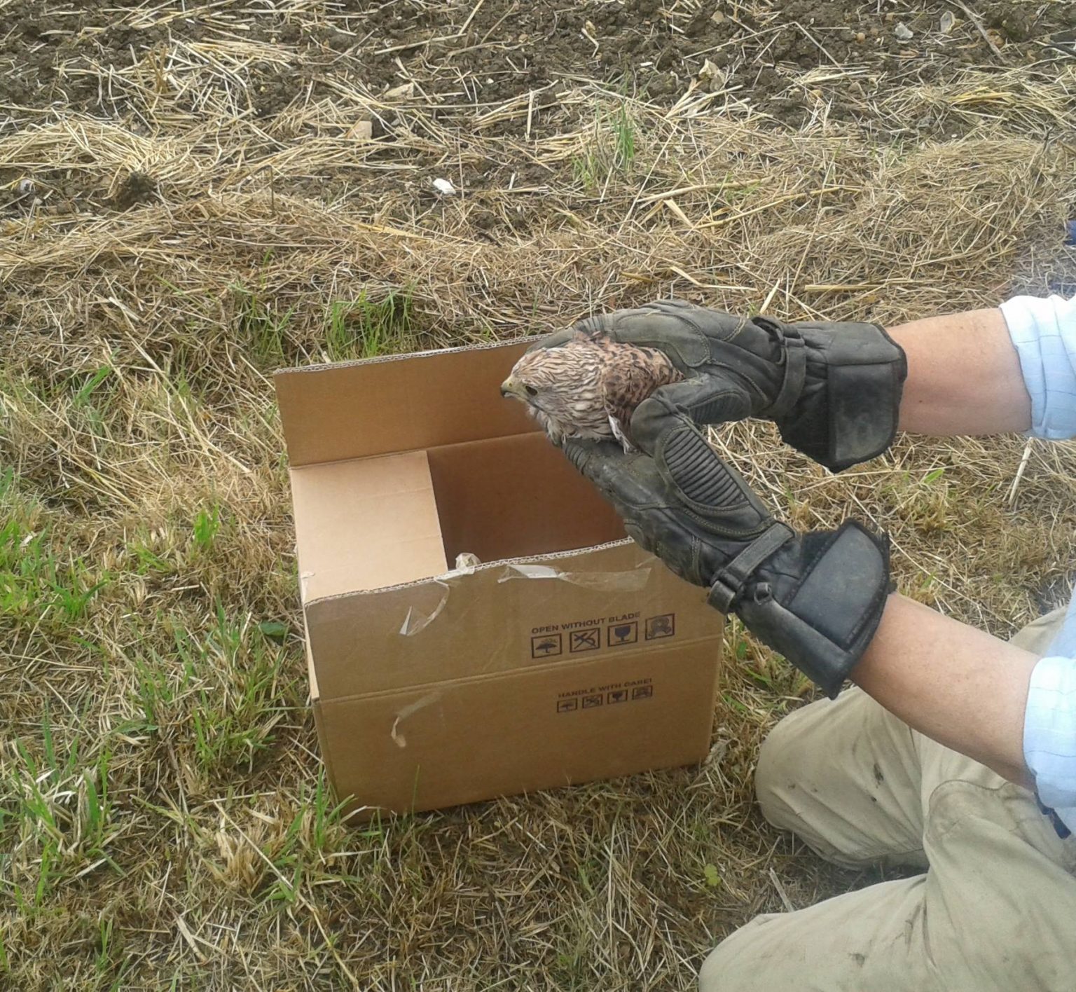 Rescue & Rehab | The Raptor Foundation