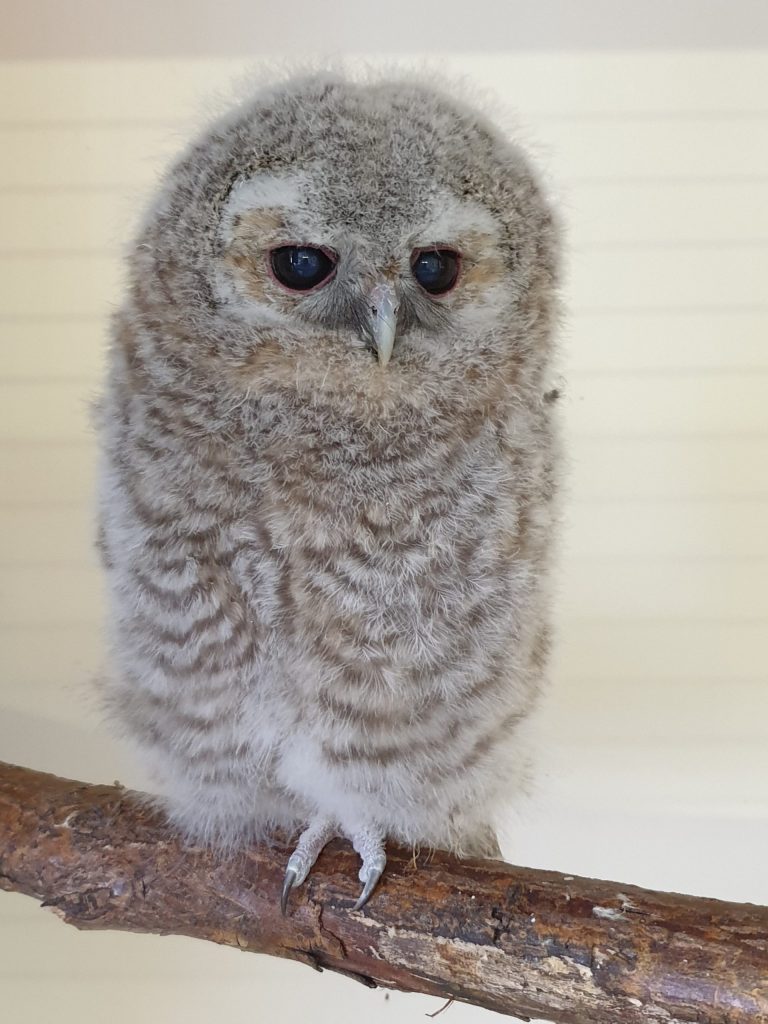 Rescue & Rehab | The Raptor Foundation