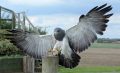 Visit | The Raptor Foundation