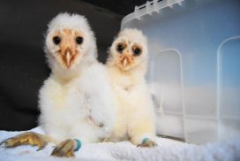 Visit | The Raptor Foundation