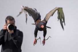 Experience & Courses | The Raptor Foundation