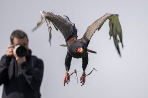 Experience & Courses | The Raptor Foundation